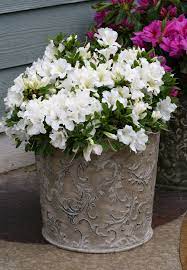 Bloom A Thon White Reblooming Azalea Rhododendron X Container Gardening White Azalea Flower Pots