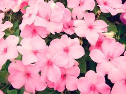 Image result for Impatiens shirensis