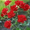 Wet soil can be a challenge for any gardener, but don't despair. 1