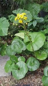 Yellow flowering plants for south florida. Large Round Leaves Tall Yellow Flowers Seems To Be In Use As Ground Cover Located In South Florida And Blooming In December Any Id Help Greatly Appreciated Would Love To Plant This