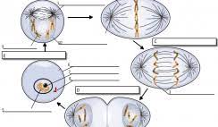 Meiosis worksheet biology corner answers microscope mania (t. Mitosis The Biology Corner