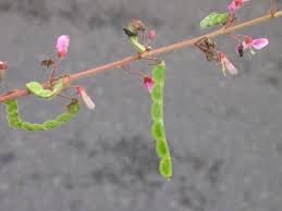 Image result for Desmodium subsecundum