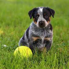Post + talk about your blue heeler puppy pics and ask questions for advice & even instructions. 5 Things To Know About Blue Heeler Puppies Greenfield Puppies