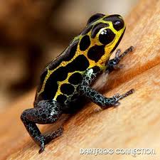 Black And Yellow Frog Dart Frog Connection Dartfrog Connection Sale Dart Frog Frog And Toad Frog