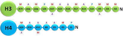 In this chapter, we provide an overview for quantitative analysis of histone ptms, often highly flexible and case dependent, as a primer for future experimental designs. Histone Modifications What Is Epigenetics