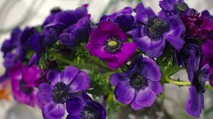 In the center of the flower are little black protrusions that, when in full. Flower Blue Anemone Buttercup Many Stock Footage Video 100 Royalty Free 15567325 Shutterstock