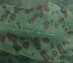 Image result for antraknóza ořešáku