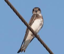 Operating a purple martin colony is a very pleasant and self gratifying hobby. Martins And Swallows Birds Of Southern California
