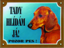 Image result for jezevčík hladkosrstý