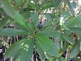 Image result for Voacanga thouarsii