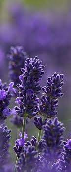 Lovely English Lavender Lavender Flowers Beautiful Flowers Purple Flowers