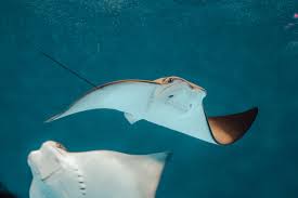 Image result for Stingray