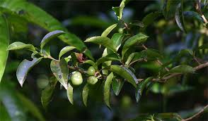 Image result for Shirakiopsis