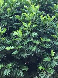 Image result for Filicium decipiens