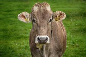 La formation ouverte à distance, ou foad , offre une grande liberté et apporte de nombreuses possibilités de formation de qualité, adaptées à votre profil. Excede Par Les Cloches Des Vaches Qui L Empechent De Dormir Un Couple Saisit La Justice Actu