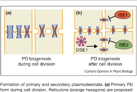 Plasmodesmata play roles in both cellular communication and in molecule translocation. Figure 2 From Plasmodesmata Enable Multicellularity New Insights Into Their Evolution Biogenesis And Functions In Development And Immunity Semantic Scholar