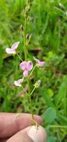 Image result for Desmodium subsecundum