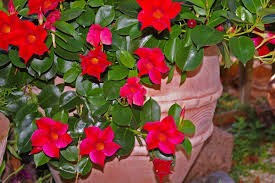 The plant should be kept moist most of the time. Balcony Garden Design In India A Full Guide Gardening Tips