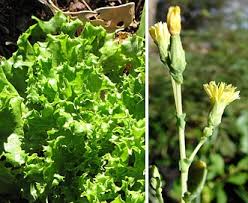 Image result for Lactuca sativa