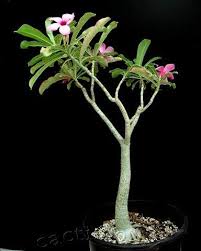 Image result for Adenium swazicum