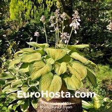 Explore over 350 million pieces of art while connecting to fellow artists and art enthusiasts. Hosta Dick Ward Eurohosta