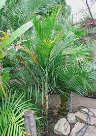 Image result for Chamaedorea radicalis