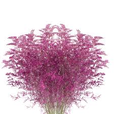 Image result for Limonium