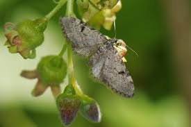 Image result for Eupithecia conterminata