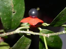 Image result for Heisteria