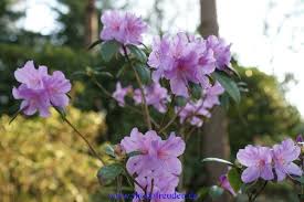 Rhododendron Praecox Fruhbluher In Hellviolett Winterhart Knospe Rosa