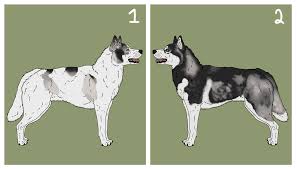 Siberian Husky Imports by Lac-Lavon