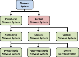 nervous system mepedia