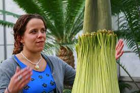 Rare Corpse Plant Set To Bloom At Cornell University Greenhouse Photo By Vitaliy Darovskikh Cornell University Titan Arum Photo