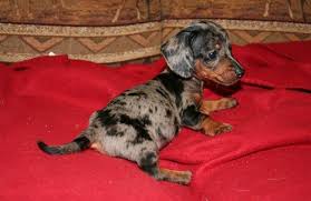 Find dachshund puppies and breeders in your area and helpful dachshund information. Dachshund Puppies For Sale In Michigan Petswall