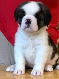 Available Puppies Deluxe Saint Bernards St Bernard Puppy Cute Dogs Images Puppy Adoption
