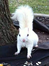 Squirrel Pet Characteristics Pictures Feeding And Other Information Small Pets Cute Baby Animals Cute Animals Albino Animals