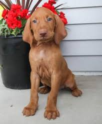 You should also have a back up plan of someone that will take care of the pup if for whatever emergency arises and you can't care. Coby Vizsla Puppy For Sale In Allenwood Pa Happy Valentines Day Happyvalentinesday2016i