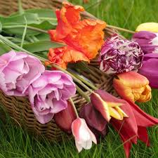 Red tulips tulips flowers flower petals beautiful flowers spring flowers flowers pics colorful flowers beautiful. 10 Terrific Tulips To Buy Now And Plant Later For Spring