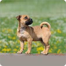Jug Ashx 494 494 Dog Breeds Jug Dog Dogs