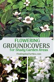 Check spelling or type a new query. Pin On Best Of Finding Sea Turtles