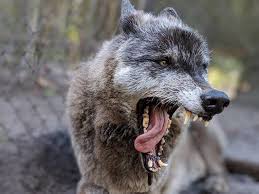 People Are Obsessed With This Human Sized Dog That S Pretty Much A Real Life Direwolf Business Insider Australia Dire Wolf Dogs Wolf Hybrid Dogs