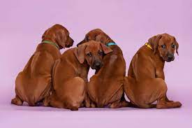 Discover more about our rhodesian ridgeback puppies for sale below! 7 Best Places To Find Rhodesian Ridgeback Puppies For Sale Dog Breeds List