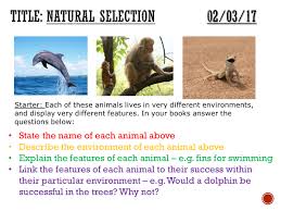 Worksheets are natural selection work answers, work the theory of natural selection, darwins natural selection work, darwins natural selection work, work lamark versus darwins evolutionary theory, darwins natural selection work, cambridge companion to the origin of species r, lesson title. Evolution Natural Selection Complete Lesson Ks3 Teaching Resources
