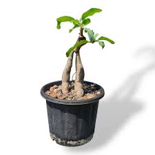 Image result for Sesamothamnus lugardii