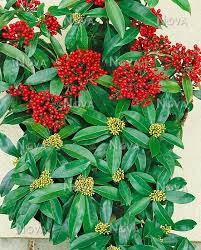 Image result for Thesium reekmansii