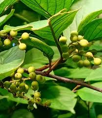 Image result for Carpolobia