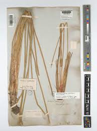 Image result for Eleocharis mutata