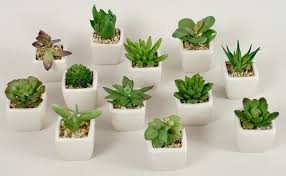 Queste piante, infatti, sono gli alleati perfetti per dare un tocco verde alla casa, sia che amiate il minimalismo zen giapponese, sia che preferiate dimore calde e rustiche, sia che. Le Piante Grasse Da Appartamento Piante Appartamento Caratteristiche E Differenze Delle Piante Grasse Da Appartamento