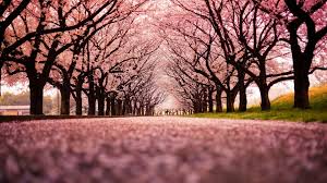 Find the perfect sakura tree stock illustrations from getty images. Landscape Cherry Blossom Trees Path Nature Wallpapers Row Of Cherry Blossoms 1920x1080 Wallpaper Teahub Io
