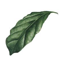 Image result for Pentadiplandra